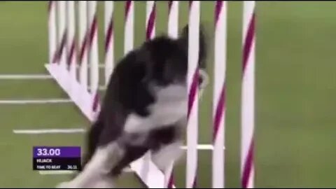 Husky