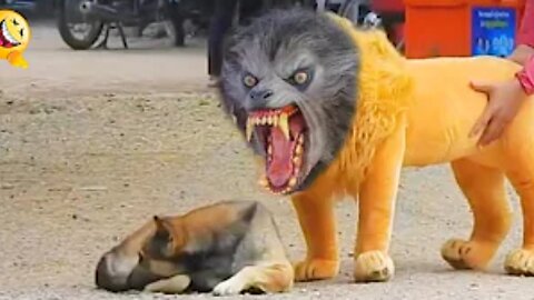 Troll Prank Dog Funny & fake Lion and Fake Tiger Prank To dog & Huge Box Prank to dog