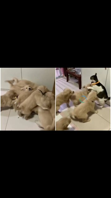 Lot of puppy attacks on a single cat
