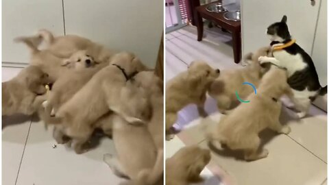 Lot of puppy attacks on a single cat