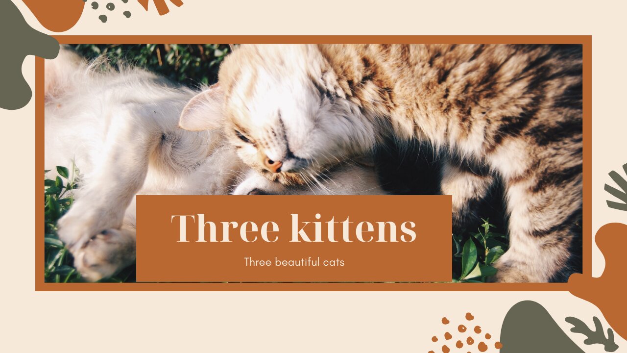 Three kittens