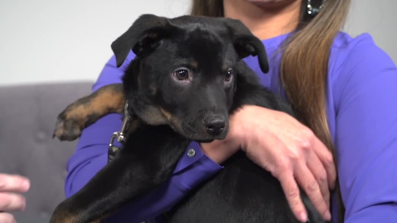 November is Rescue a Shelter Animal Month at William Mattar
