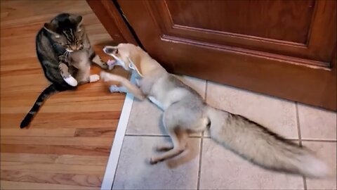 Rescued Fox Playing with His Friend Cat