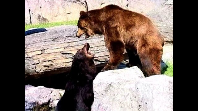 Brown Bears Move House