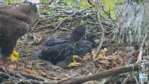 Hays Eagles Mom brings in stick but where do you want it mom? 2020 04 30 453pm