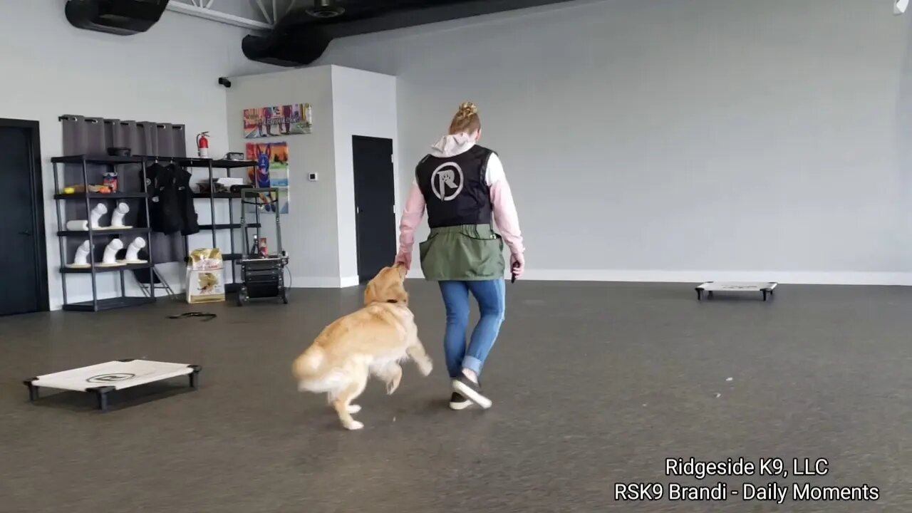 Golden Retriever & Bulldog - Dog Training