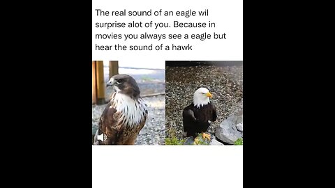 Beautiful Eagle