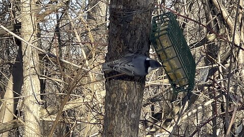 Nuthatch James Gardens Toronto feeding