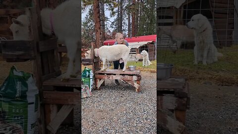 #goodmorning #falldays #autumnvibes #homesteading #homesteadlife #farmlife #fyp #pnw