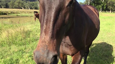 My horses