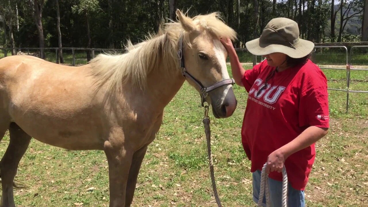 Handling Halo the brumby - training her to pick up feet without fear