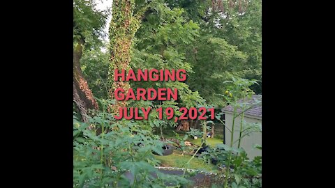 HANGING GARDEN JULY 19,2021