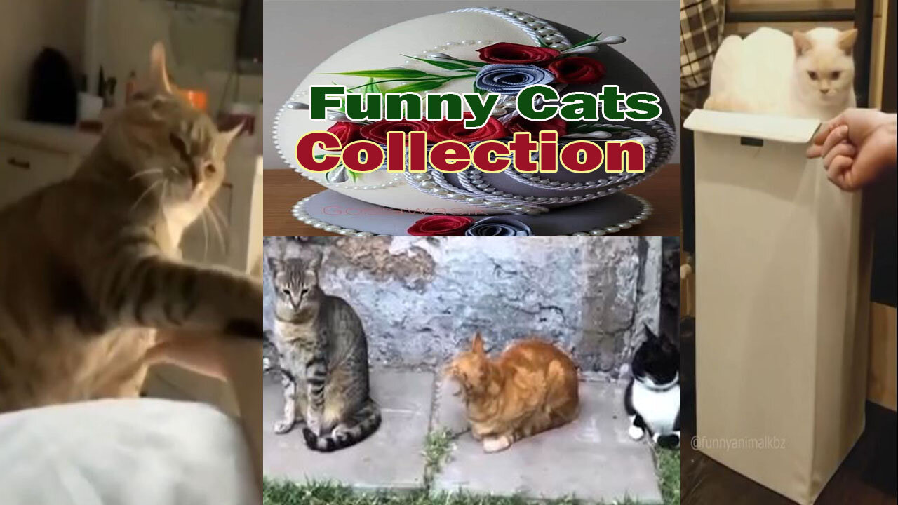 Funny Cats Collection