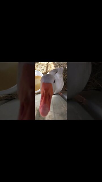 Edwin the goose does not like being locked up for breeding season