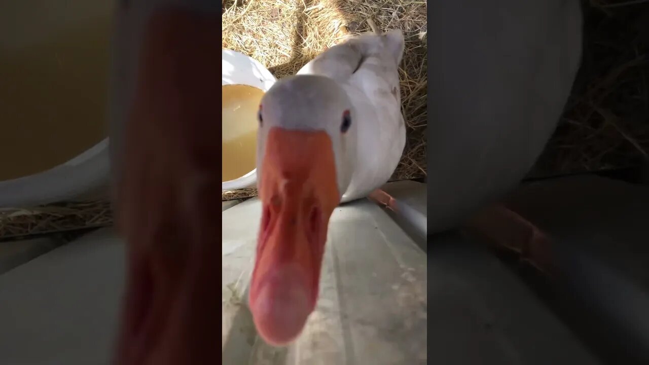 Edwin the goose does not like being locked up for breeding season