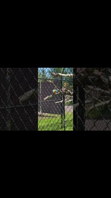 Swans, Ducks, Parrots and Chickens || Assorted Birds at the Zoo