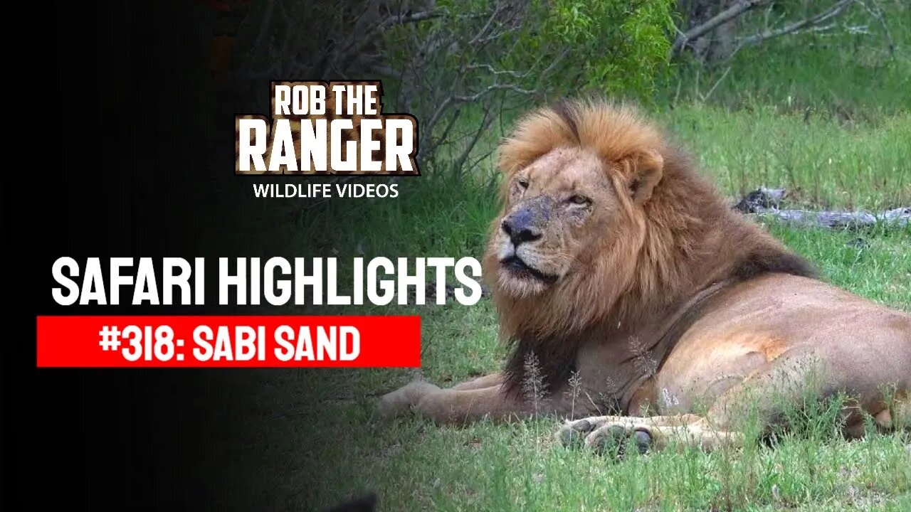 Safari Highlights #318: 17 - 19 January 2015 | Sabi Sand Nature Reserve | Latest Wildlife Sightings