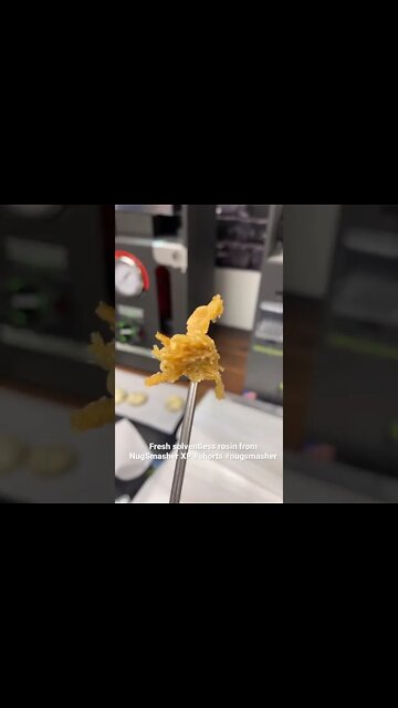 Rosin Made Simple®️ NugSmasher XP Extraction from fresh flower endless Dabs #shorts #nugsmasher