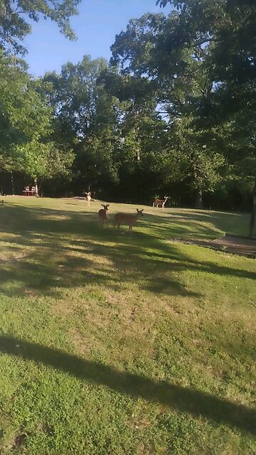 Our Backyard Deer Friends