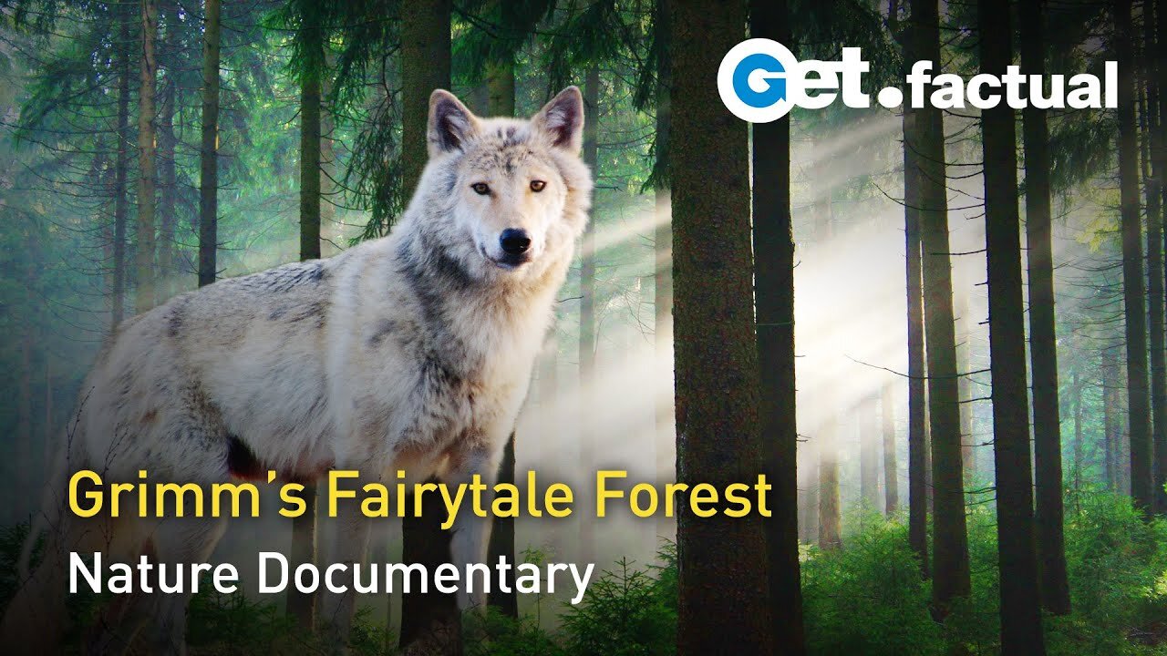 Grimms' Forest: The Nature of Fairy Tales | Full Documentary