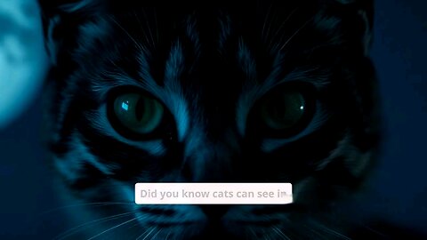 how can cat see in darkness