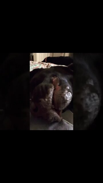 #Labrador is anxious. #Shorts, #shortsvideo #shortvideo