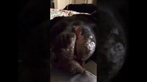 #Labrador is anxious. #Shorts, #shortsvideo #shortvideo