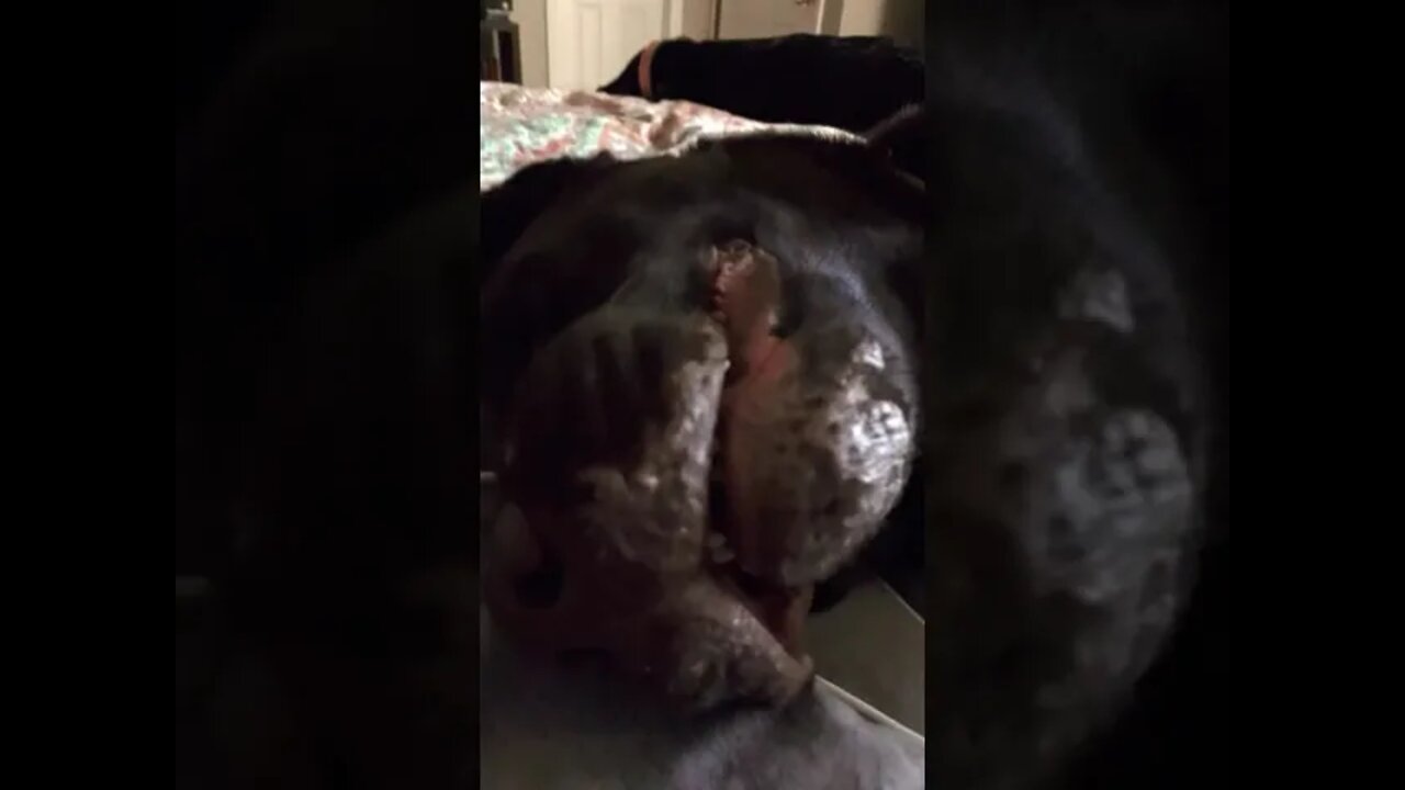 #Labrador is anxious. #Shorts, #shortsvideo #shortvideo