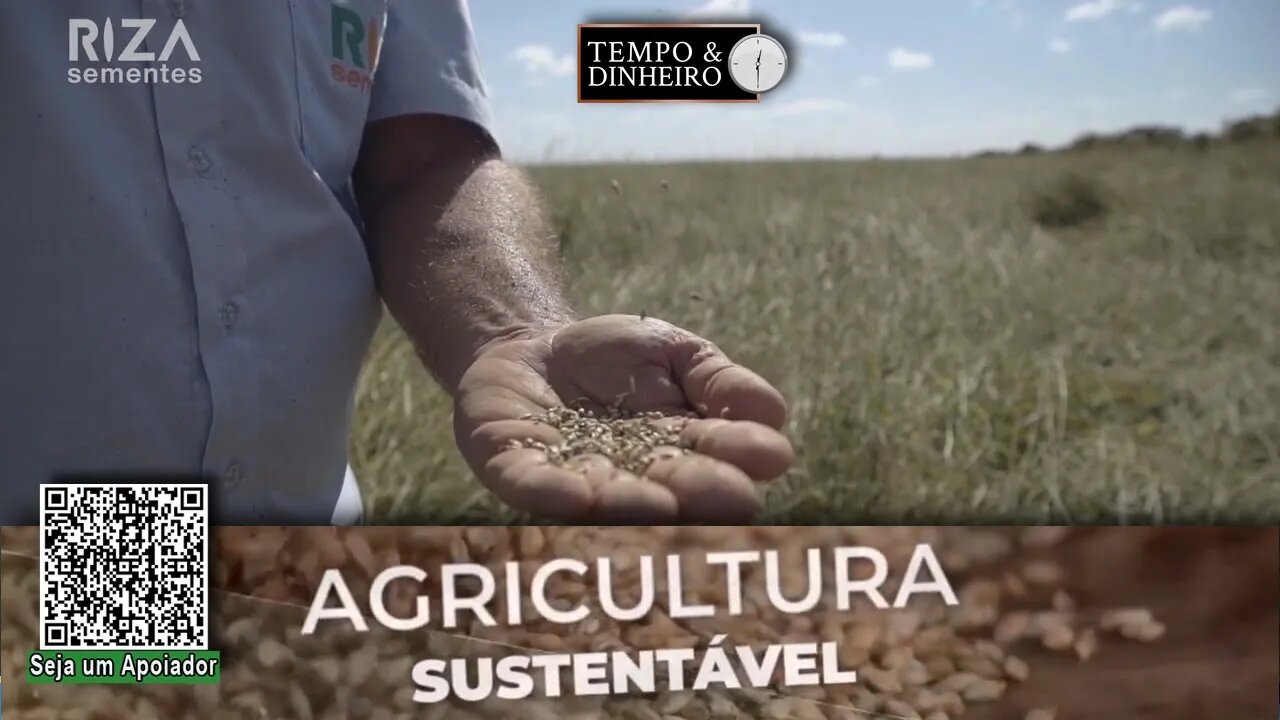 Investimento em semente de qualidade resulta em cobertura para o solo e produtividade na lavoura. RZ