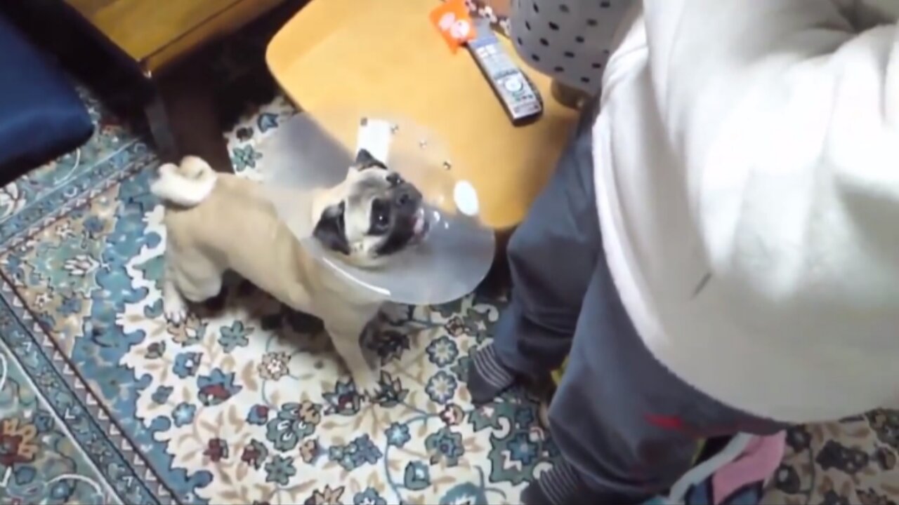 Funny moments pug dog with collar around his head