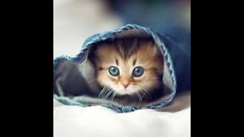 cute cat