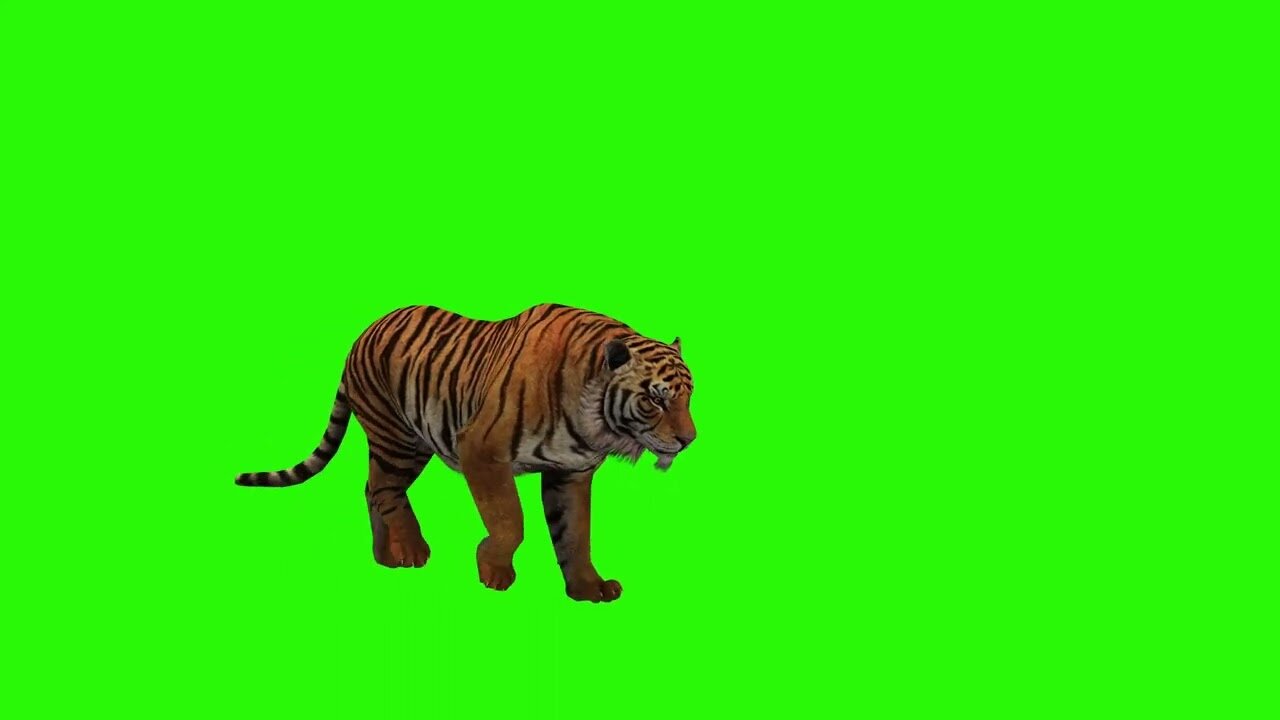 tiger-wildlife-animal-cat-nature- green screen