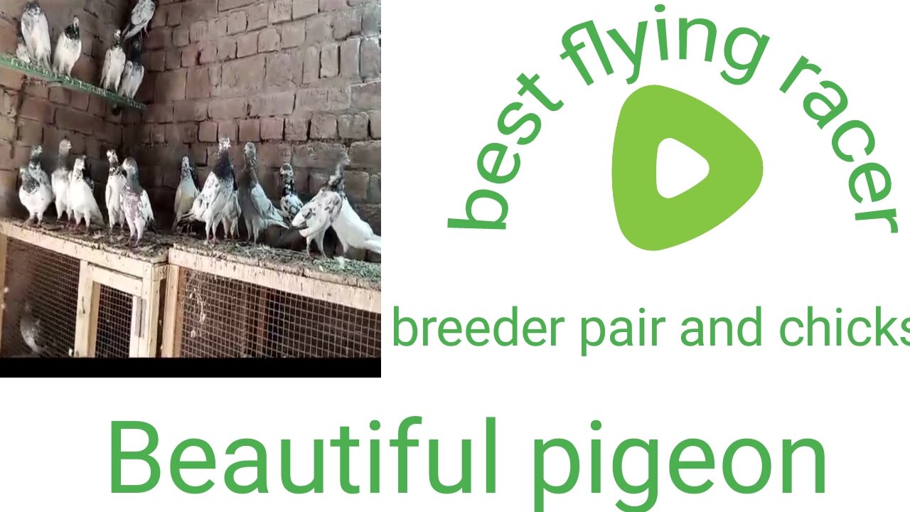 pigeon reď aye Breeder pair beautiful