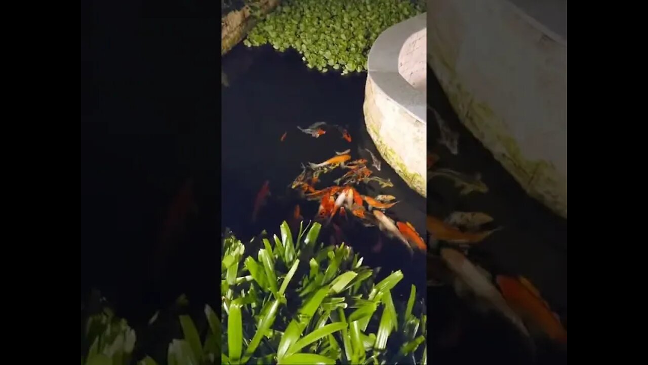 Modala Beach Resort's Koi Pond LIVE