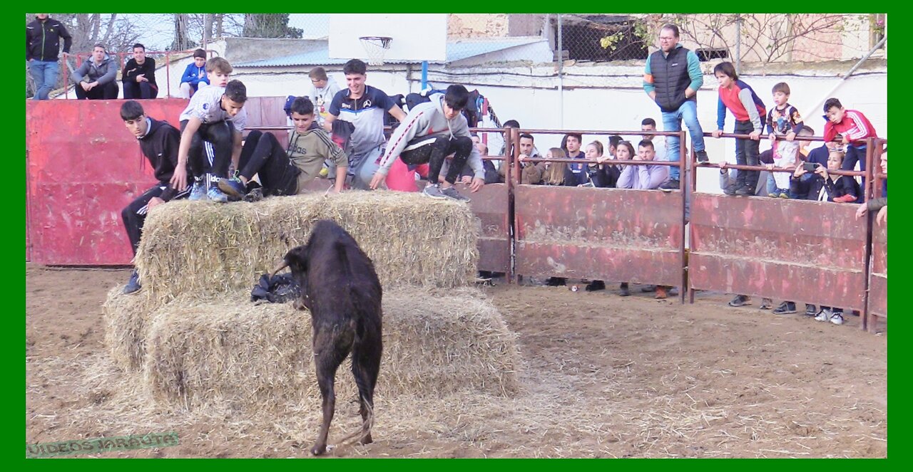 BISIMBRE ( ZARAGOZA ) TARDE NOVILLAS EN PLAZA ( SÁBADO 9 DICIEMBRE 2023 ) GANAD.EL RUISEÑOR