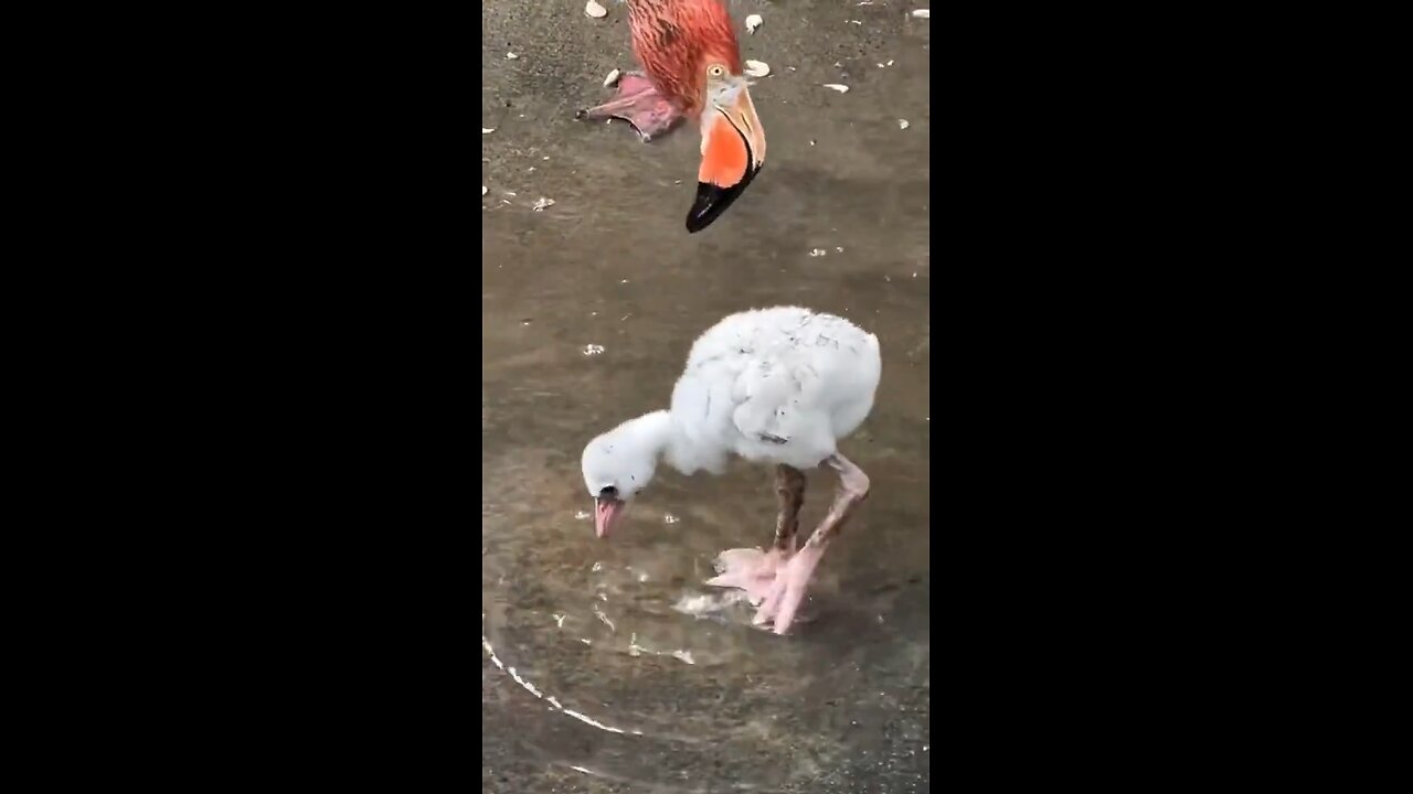 Baby flamingo learning to paddle.. 😊