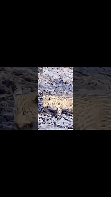 Exploring the Wonders of Wildlife: #shorts