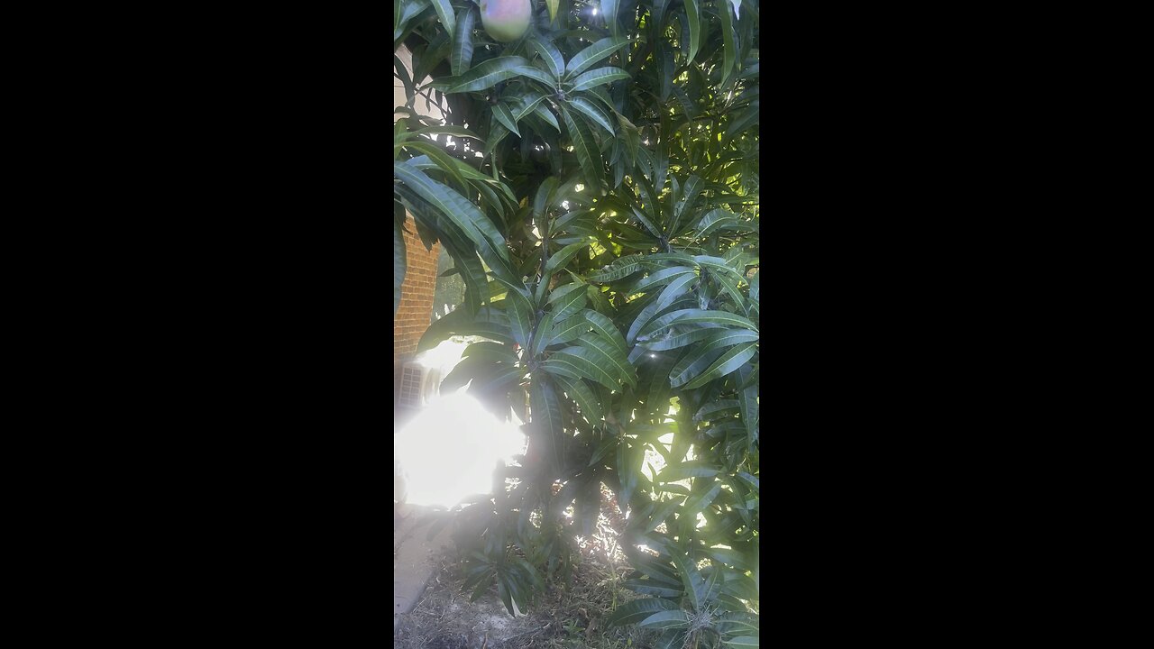 Mango picking