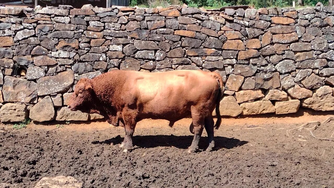 Touro Red Augus PO de R$12 mil é abatido e carneado em São Joaquim SC