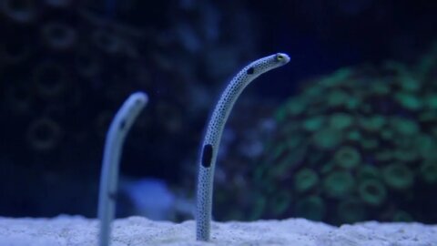 Garden Eel under water slow motion8