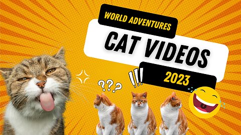 Funny Cat In 2023🤣😹😸