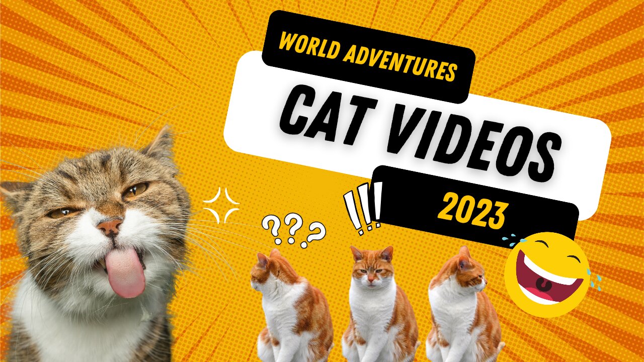 Funny Cat In 2023🤣😹😸