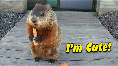 Woodchuck Teddy Bear
