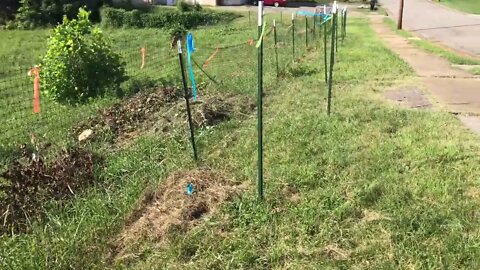 An urban orchard that repels city deer