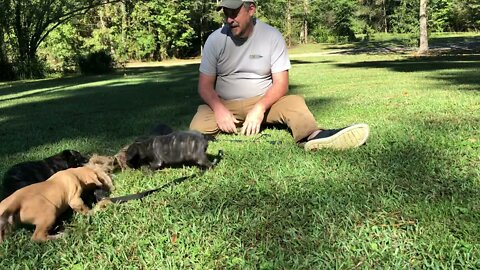 Scratch x Onyx at 6-7 weeks