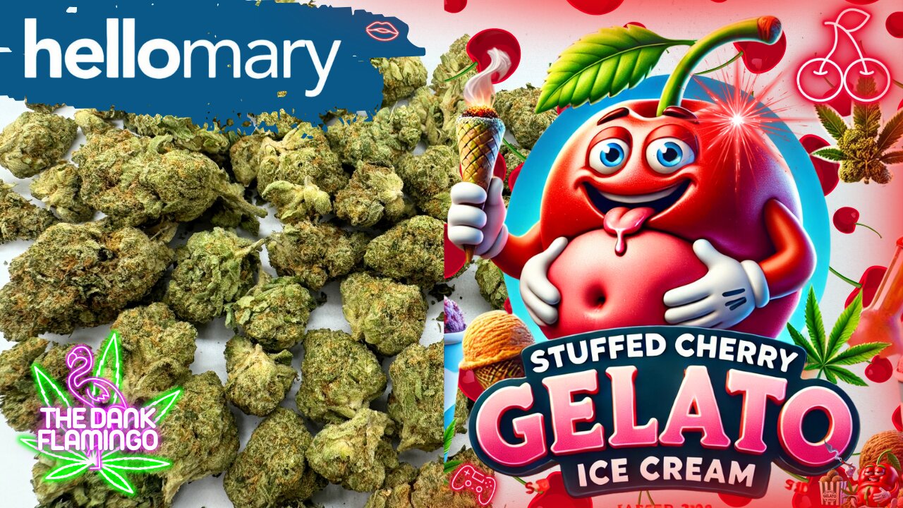 Trying Stuffed Cherry Gelato THCa from ShopHelloMary! The Dank Flamingo Cannabis Review!!