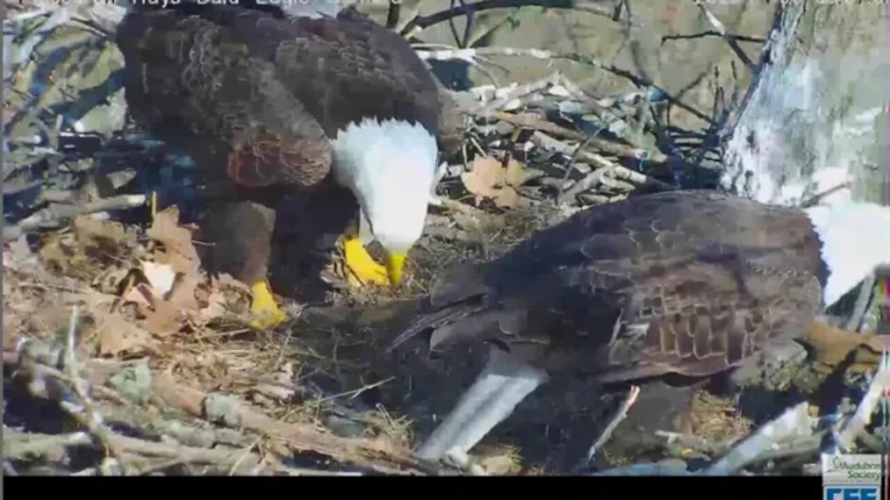 Hays Eagles Mom brings in big log Dad tries it out 2020 04 06 10 04 43 910