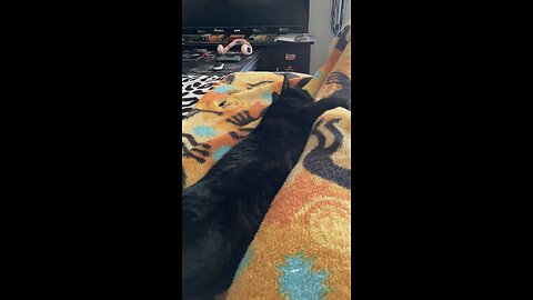 Blackjackdacat stretched out!