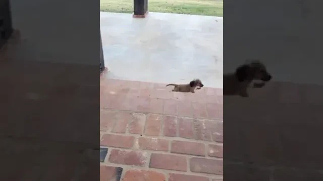 The cutest little puppy trying to get up them big steps!