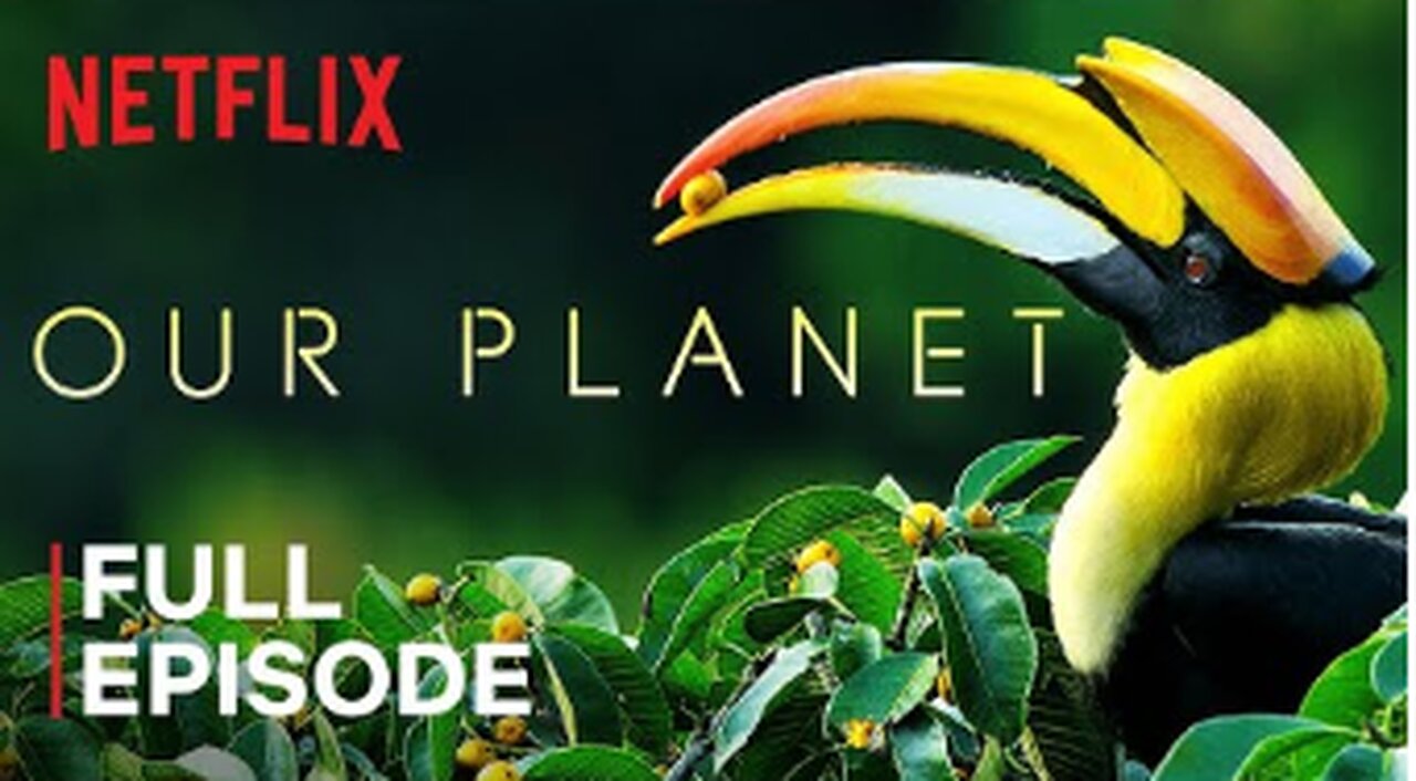 Our Planet | Forests | FULL EPISODE | Netflix